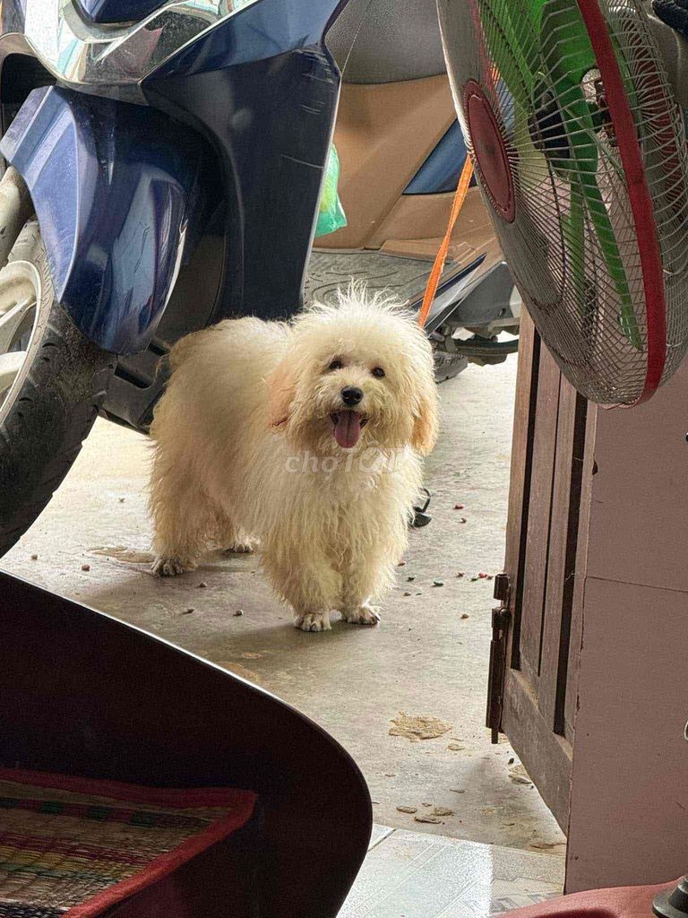 Chó Poodle mix Bichon đực 1 năm màu Kem. Mua bán Chó tại Quận Bình Tân Tp Hồ Chí Minh được đăng bởi Vinh  hình 1