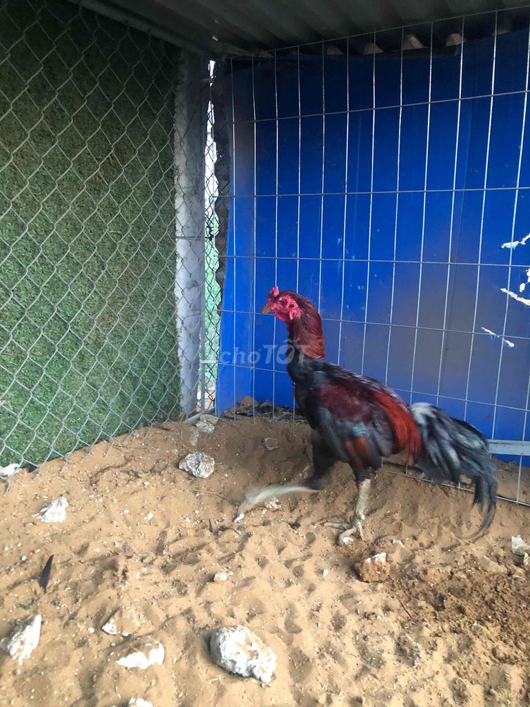 Gà chọi Đen đỏ Đực Khỏe mạnh. Mua bán Gà tại Huyện Quỳnh Lưu Nghệ An được đăng bởi thang hình 1