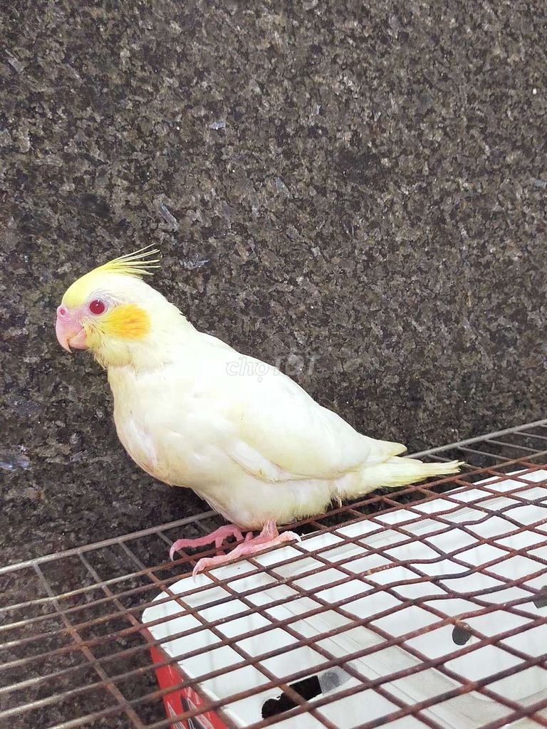 Vẹt cockatiel tập ăn hạt