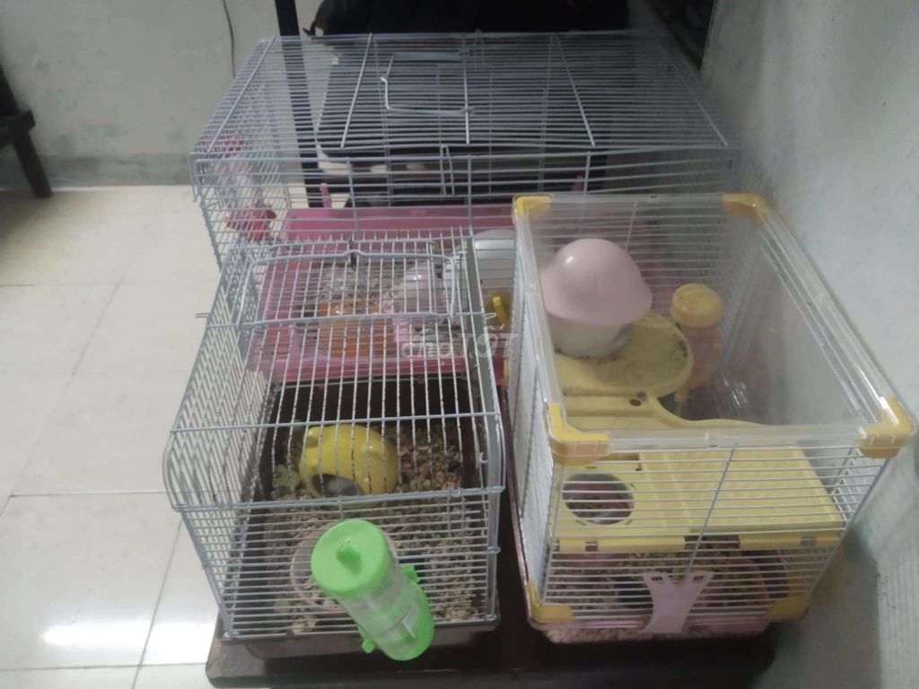 🔥Bán chuột Hamster tặng lồng🔥