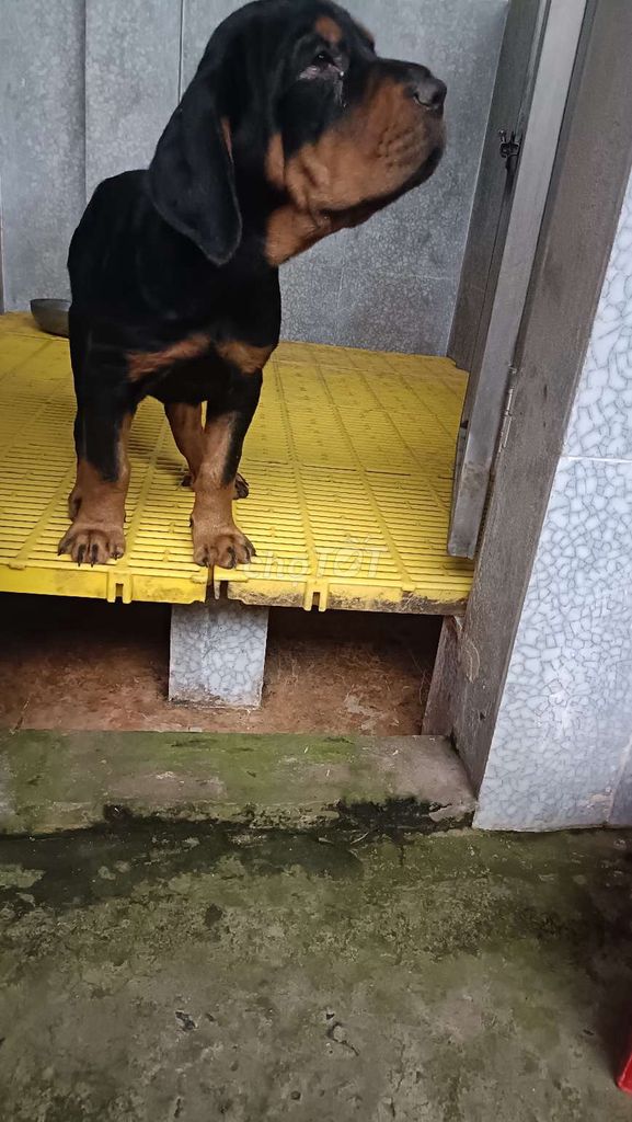 Cái rottweiler khủng hai móng đeo chân sau