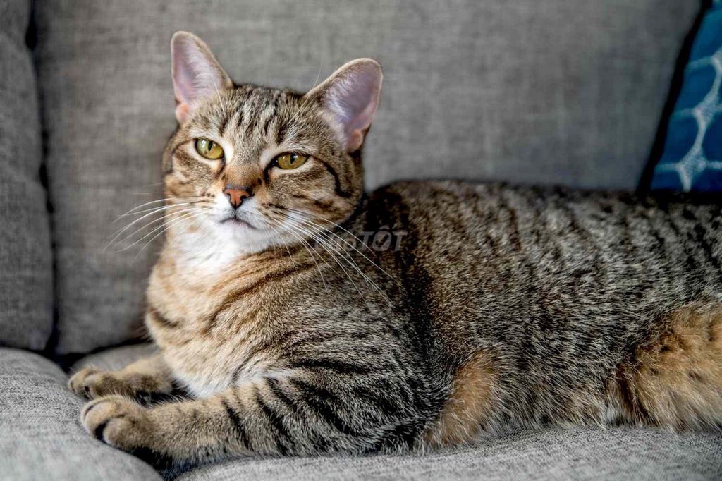 Bán mèo. Mua bán Mèo tại Thị xã Thái Hòa Nghệ An được đăng bởi Tuấn Ngô hình 1