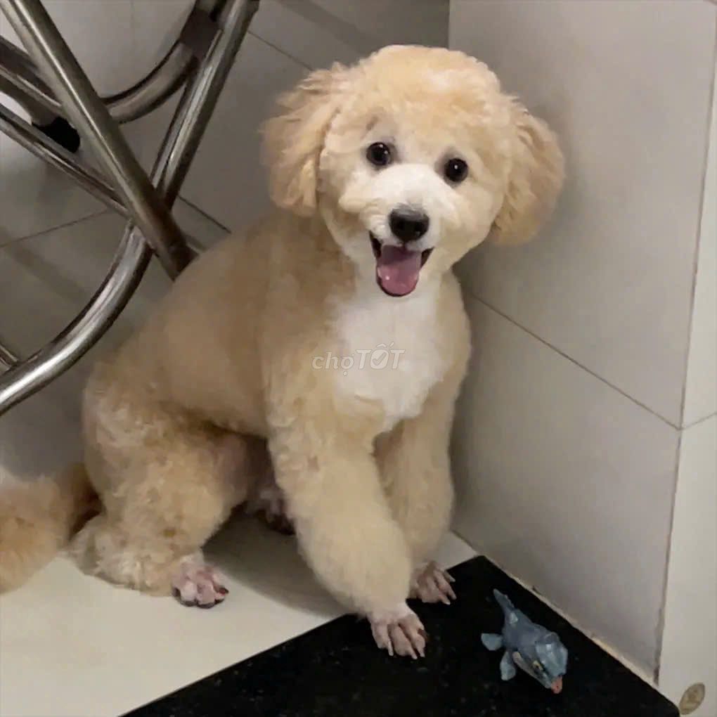 Chủ bận ko chăm được tìm chủ mới
