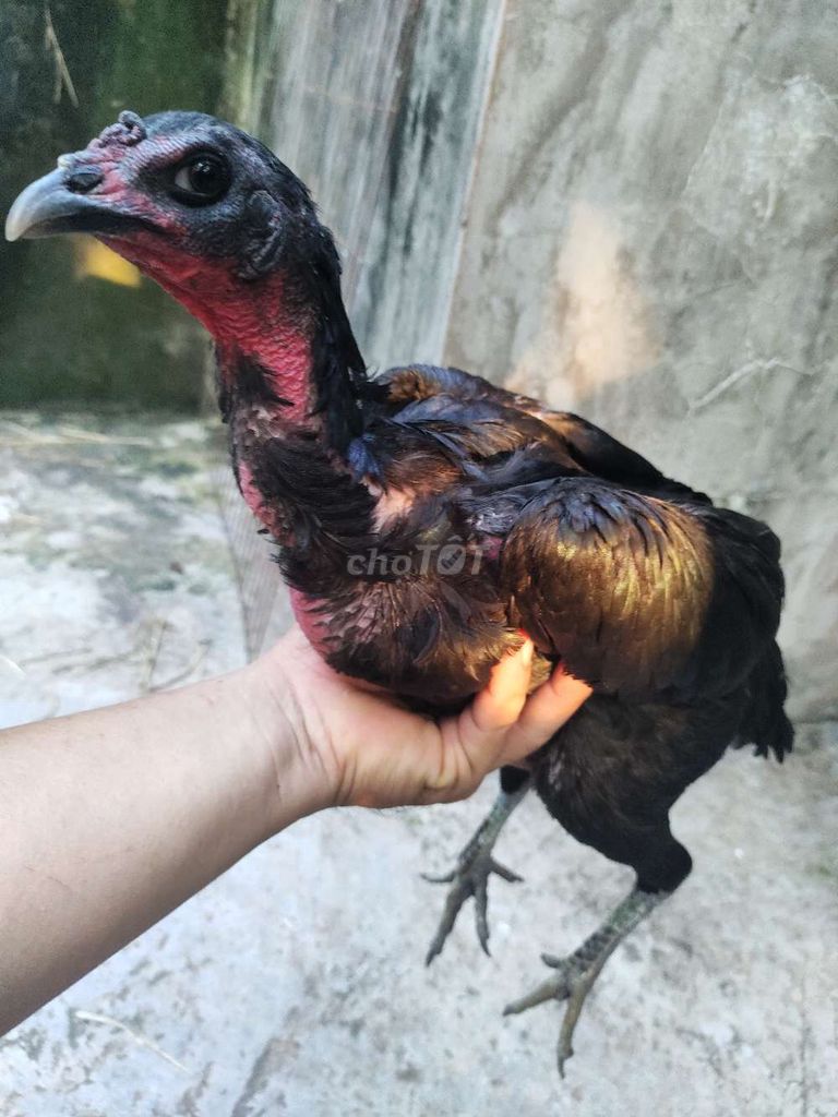 Gà đòn Mái Ô móp lườn nhẹ 15. Mua bán Gà tại Quận 1 Tp Hồ Chí Minh được đăng bởi Ngọc Thạch hình 1