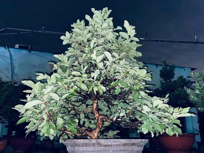 Ổi bonsai , cây thành phẩm