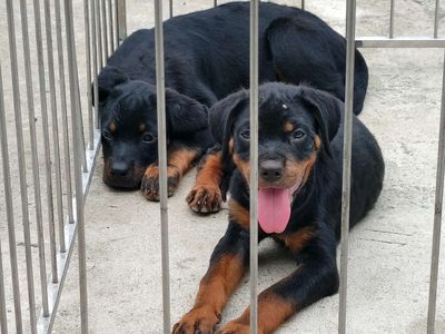 Xuất Chó Róc...Thuần Chủng. Mua bán Chó tại Thành phố Thủ Đức Tp Hồ Chí Minh được đăng bởi Nhân Rottweiler 