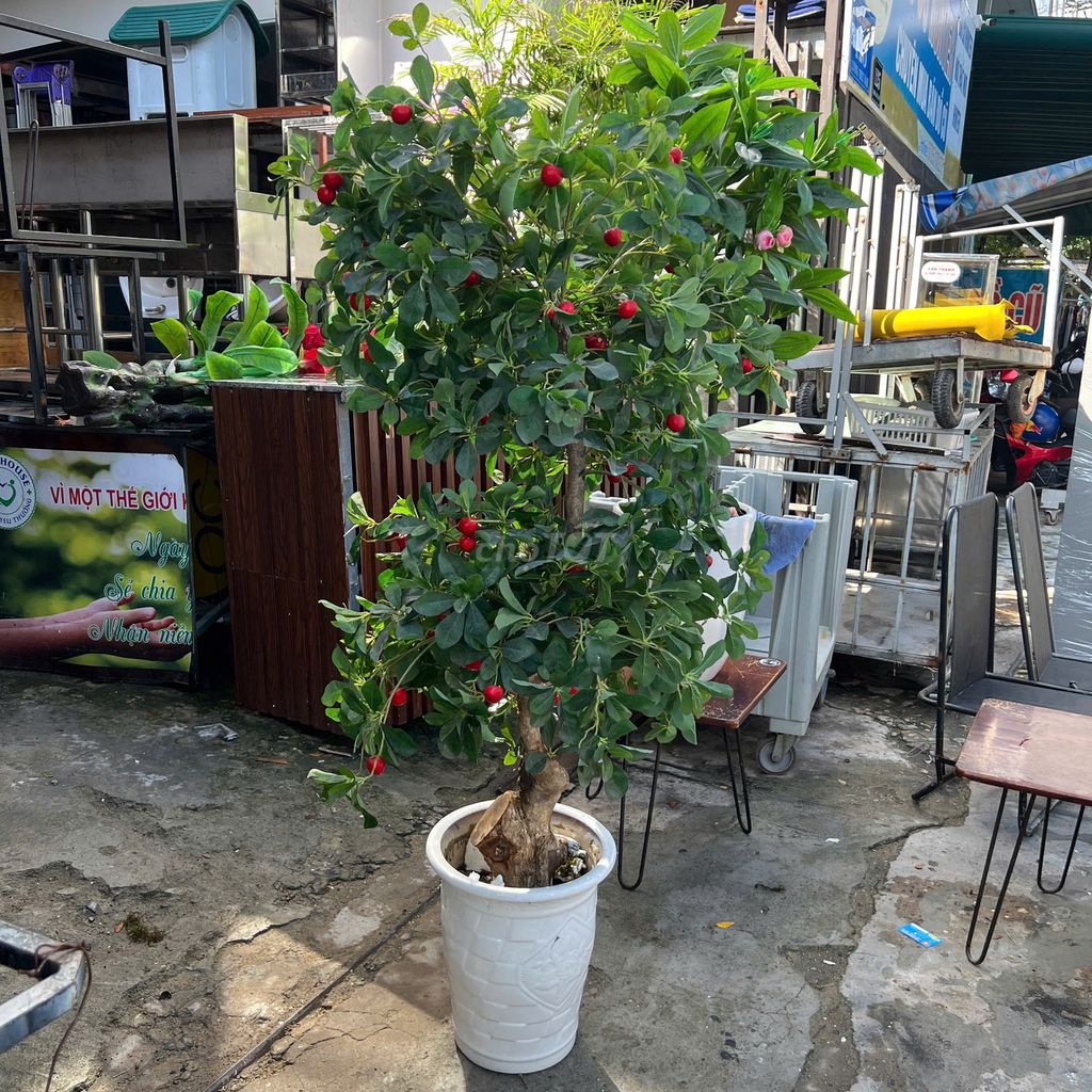 Chậu cây giả cherry