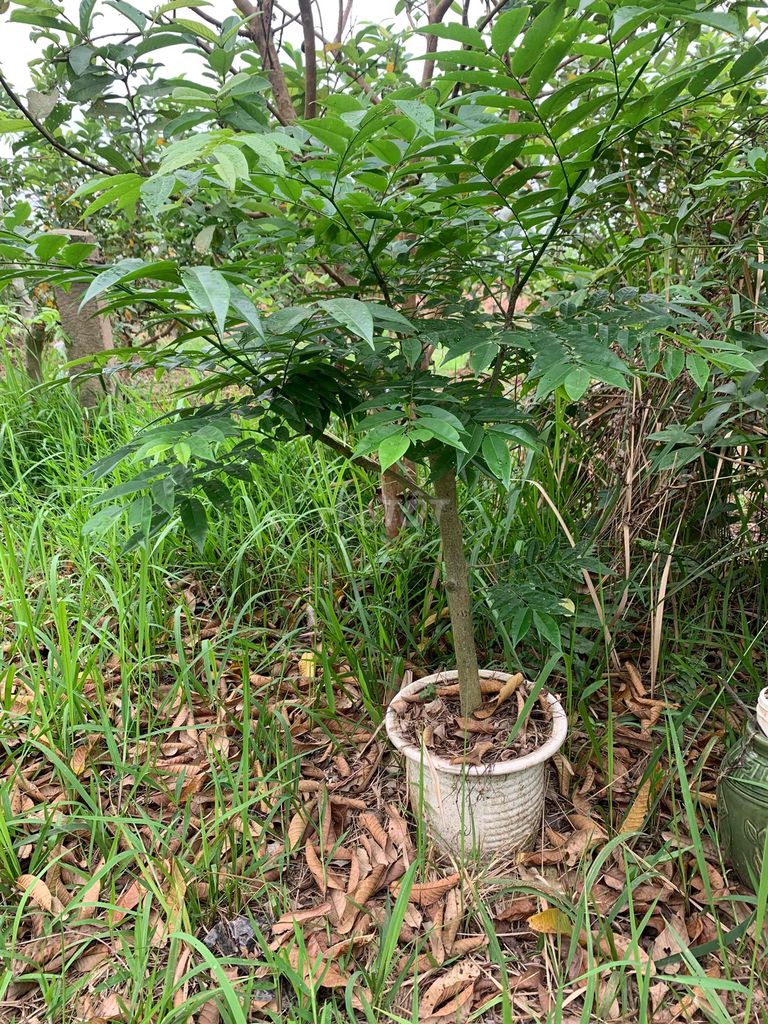 cây sưa. Mua bán Cây cảnh, đồ trang trí tại Huyện Hoài Đức Hà Nội được đăng bởi Ali hình 1