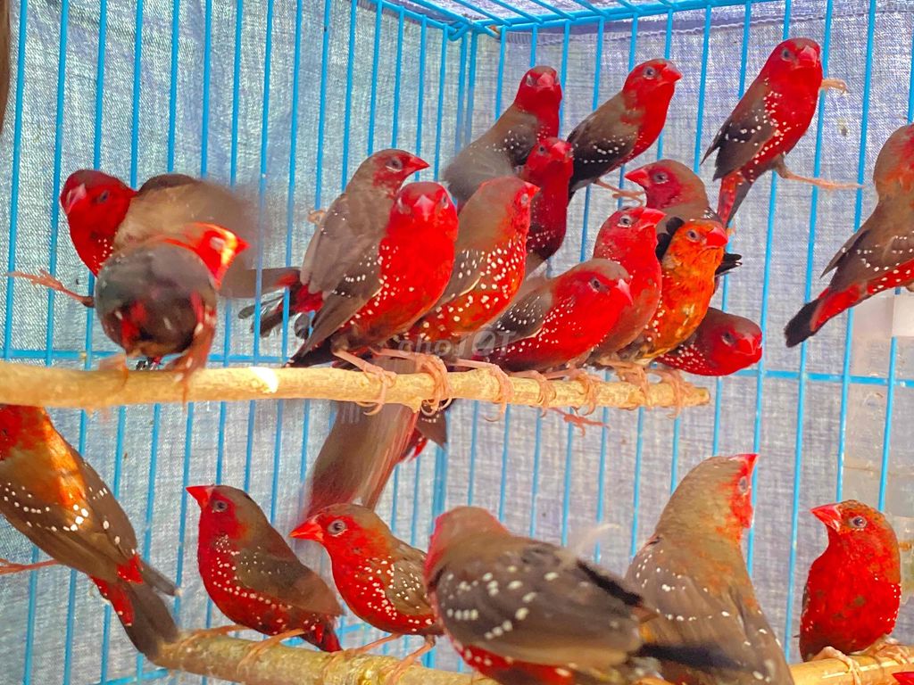Chim Manh manh mai hoa tơ Đỏ. Mua bán Chim tại Quận 12 Tp Hồ Chí Minh được đăng bởi nguyễn tuấn hình 1