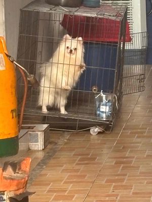 Chó Phốc Sóc cái 11 tháng