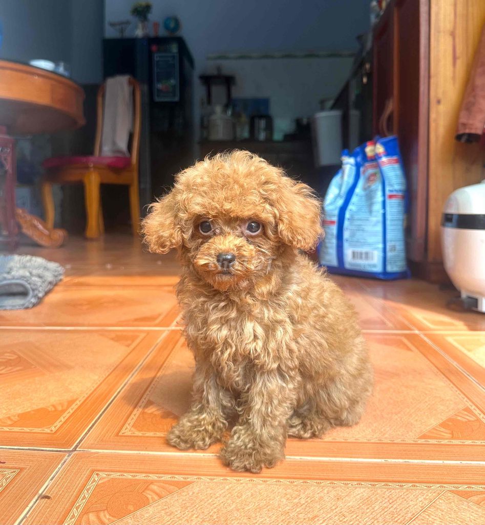 Chó Poodle tiêm 3 mũi vaccin nâu đỏ cái