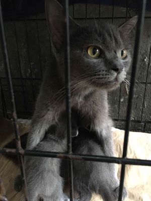 🐾 3 bé mèo Anh lông ngắn tìm nhà mới 🏘️