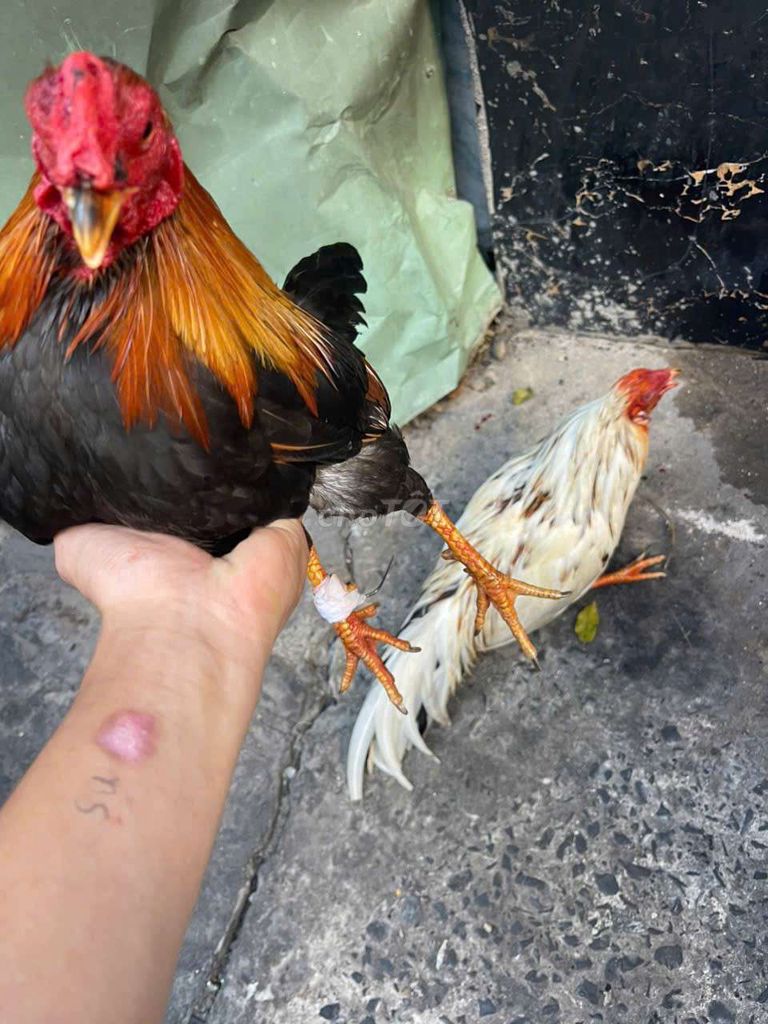 Gà chọi Đen vàng đỏ 1.25kg. Mua bán Gà tại Quận 8 Tp Hồ Chí Minh được đăng bởi Gà mỹ quận 8 hình 1