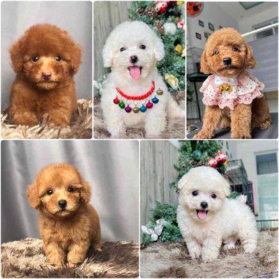 chó Poodle Tiny Toy - Trắng tai bướm. Nâu vàng