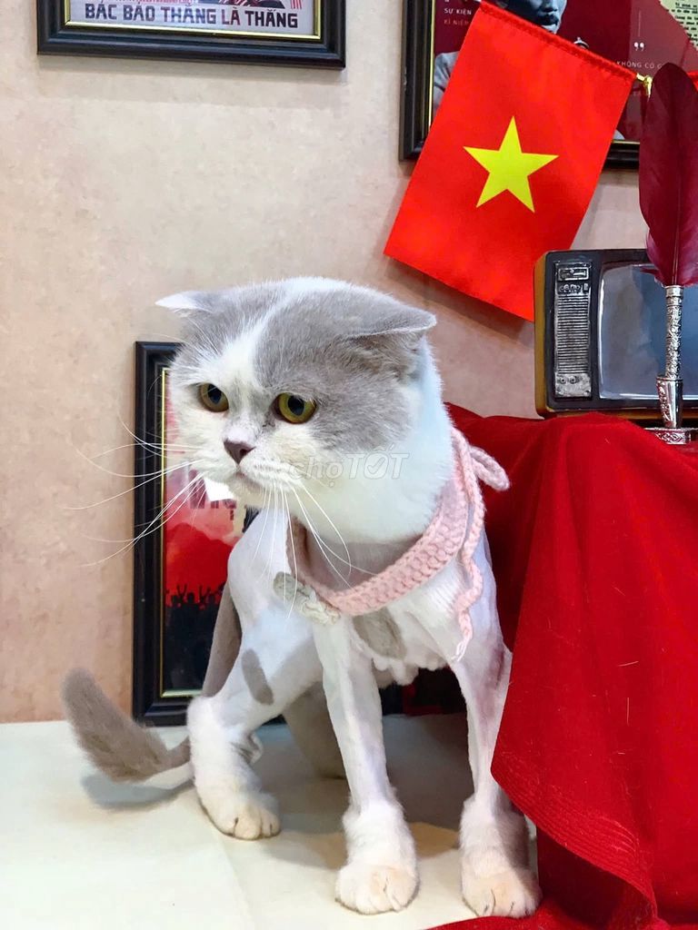 Mèo Anh Lông Ngắn. Mua bán Mèo tại Quận Phú Nhuận Tp Hồ Chí Minh được đăng bởi Phuong Linh hình 1