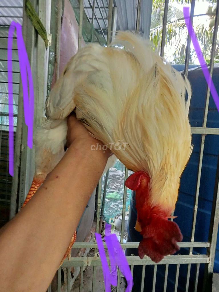  buom và một số gà khác. Mua bán Gà tại Huyện Mỏ Cày Bắc Bến Tre được đăng bởi Thanh hung hình 1