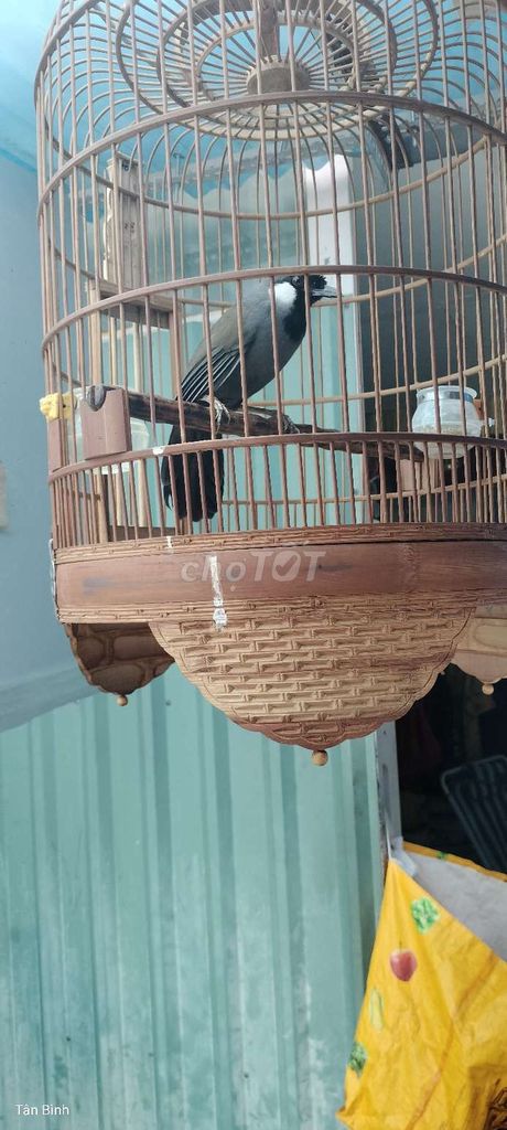 Mái.... Mua bán Chim tại Quận Tân Bình Tp Hồ Chí Minh được đăng bởi Đam mê 1Thời hình 1
