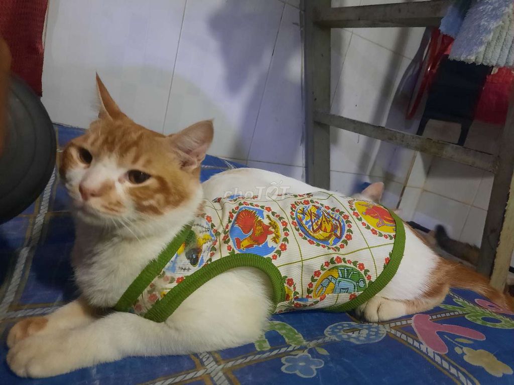 Mèo Trắng cam đã tiêm phòng. Mua bán Mèo tại Huyện Nhà Bè Tp Hồ Chí Minh được đăng bởi Phan văn thanh hình 1