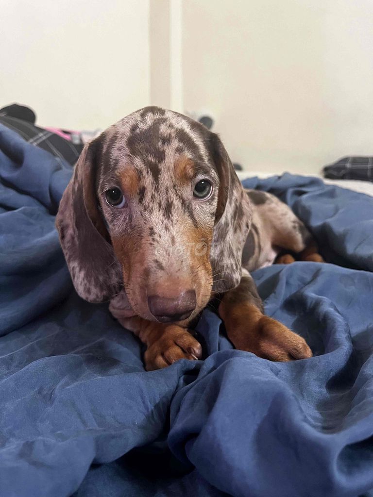 Chó Lạp Xưởng Dashchund Dapple Nâu. Mua bán Chó tại Quận Hoàng Mai Hà Nội được đăng bởi Phuong hình 1