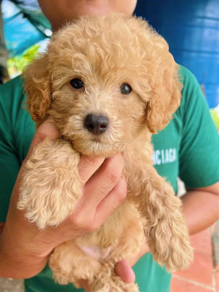 poodle vàng mơ 2 tháng nhà đẻ dễ ăn chăm rất kỹ. Mua bán Chó tại Quận 8 Tp Hồ Chí Minh được đăng bởi My Kim hình 2