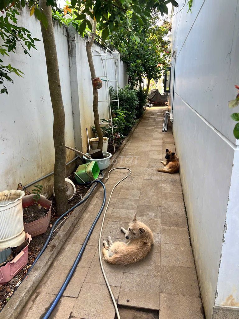 BÁN BIỆT THỰ LIỀN KỀ ĐƯỜNG TAM ĐA 16,7 TỶ/288M2. Mua bán nhà ở tại Thành phố Thủ Đức Tp Hồ Chí Minh được đăng bởi NGUYỄN TUẤN PHÁT  hình 1