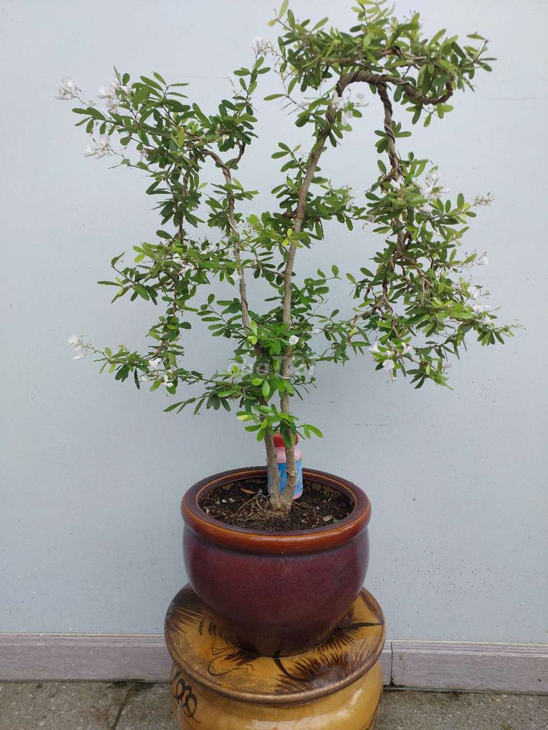 Linh sam bonsai dáng văn nhân song thân (phu thê)