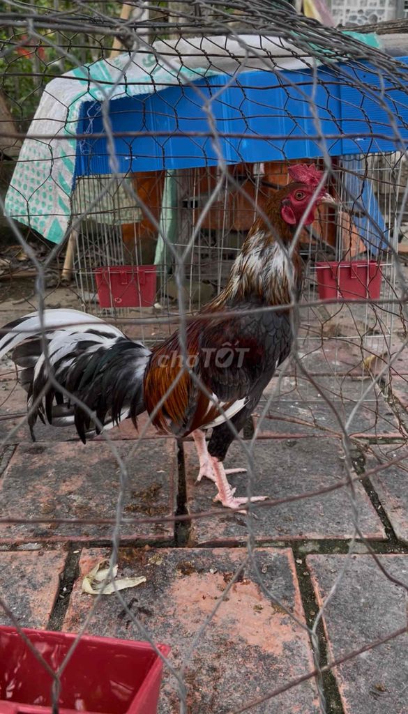 Gà tre gl gà nồi. Mua bán Gà tại Huyện Phong Điền Cần Thơ được đăng bởi Gà Tre Bắc hình 1