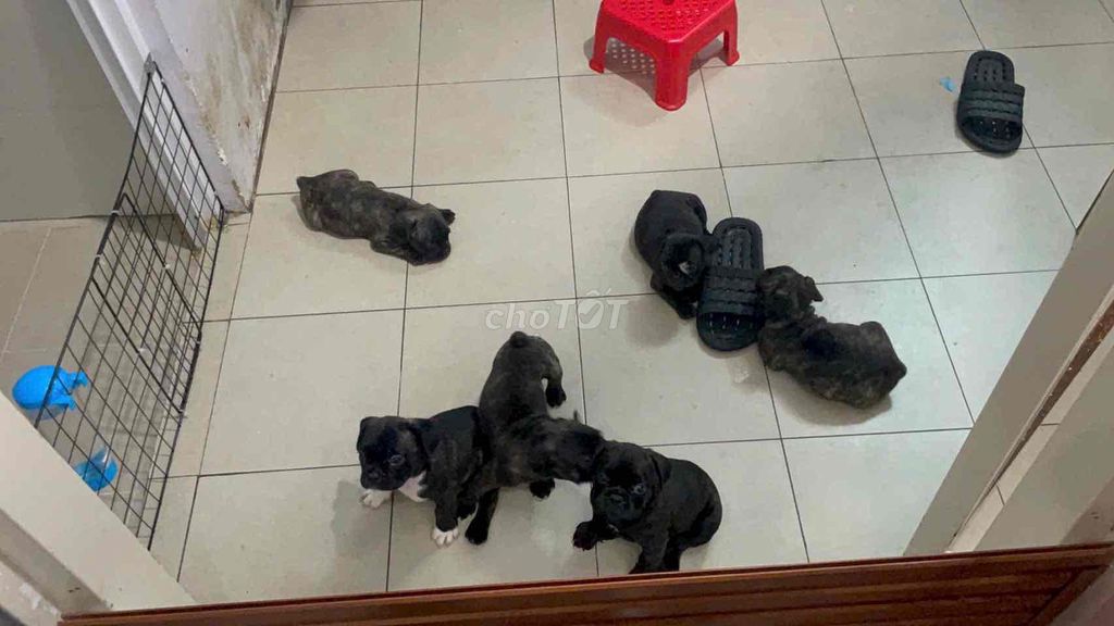 Chó nhà đẻ chuẩn pug Pháp. Mua bán Chó tại Quận 12 Tp Hồ Chí Minh được đăng bởi Anh Thư hình 2