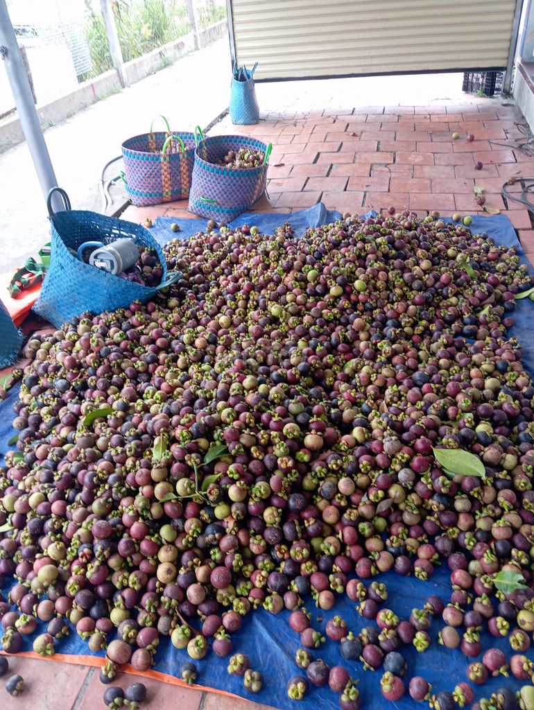 Măng cụt Phú An, Bình Dương. Mua bán Đồ ăn, thực phẩm và các loại khác tại Thị xã Bến Cát Bình Dương được đăng bởi Hạo nam hình 1