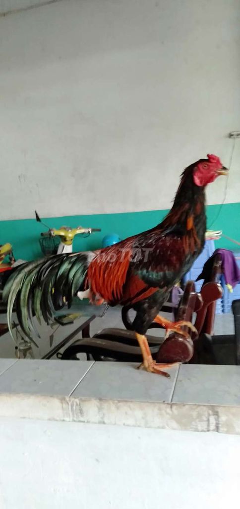 Gà trống giống lớn màu Đen, Đỏ, Cam. Mua bán Gà tại Huyện Phong Điền Cần Thơ được đăng bởi Ký cần Thơ  hình 1